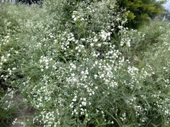 Parthenium hysterophorus