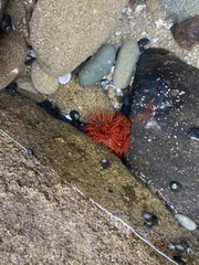 Anemonia alicemartinae