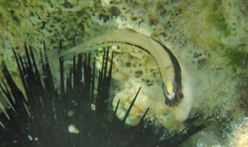 Parablennius rouxi