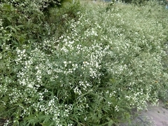 Parthenium hysterophorus