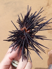 Centrostephanus rodgersii