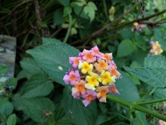 Lantana camara