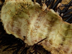Centrostephanus rodgersii