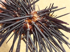 Centrostephanus rodgersii