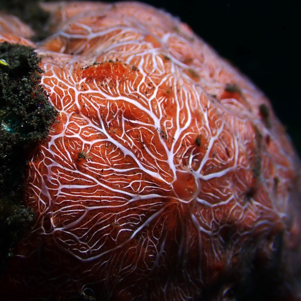 Clathria mima (Clathria mima)