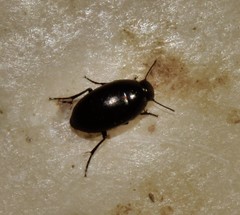 Zophosis punctata