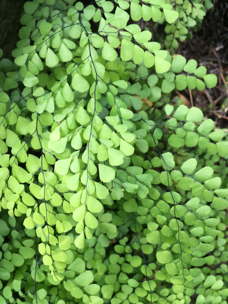 Himalayan Maidenhair Fern Adiantum Venustum | ubicaciondepersonas.cdmx ...