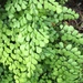 Himalayan Maidenhair Fern - Photo no rights reserved, uploaded by T. Pedro Hafermann