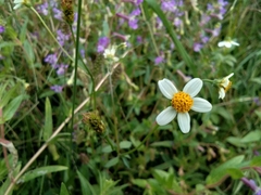 Bidens pilosa