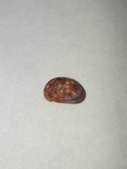 Stomatella impertusa