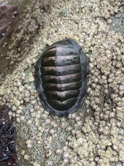 Chiton magnificus