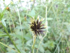 Bidens pilosa