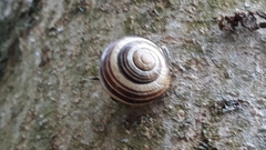 Cepaea nemoralis