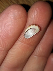 Stomatella impertusa