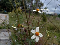 Bidens pilosa