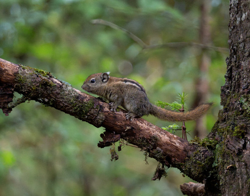 Min Mountain Striped Squirrel (Tamiops minshanicus) — Data Deficient Mammalia