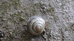 Cepaea nemoralis