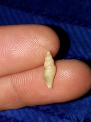 Guraleus tasmanicus