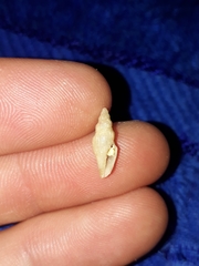 Guraleus tasmanicus