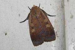 Sineugraphe oceanica