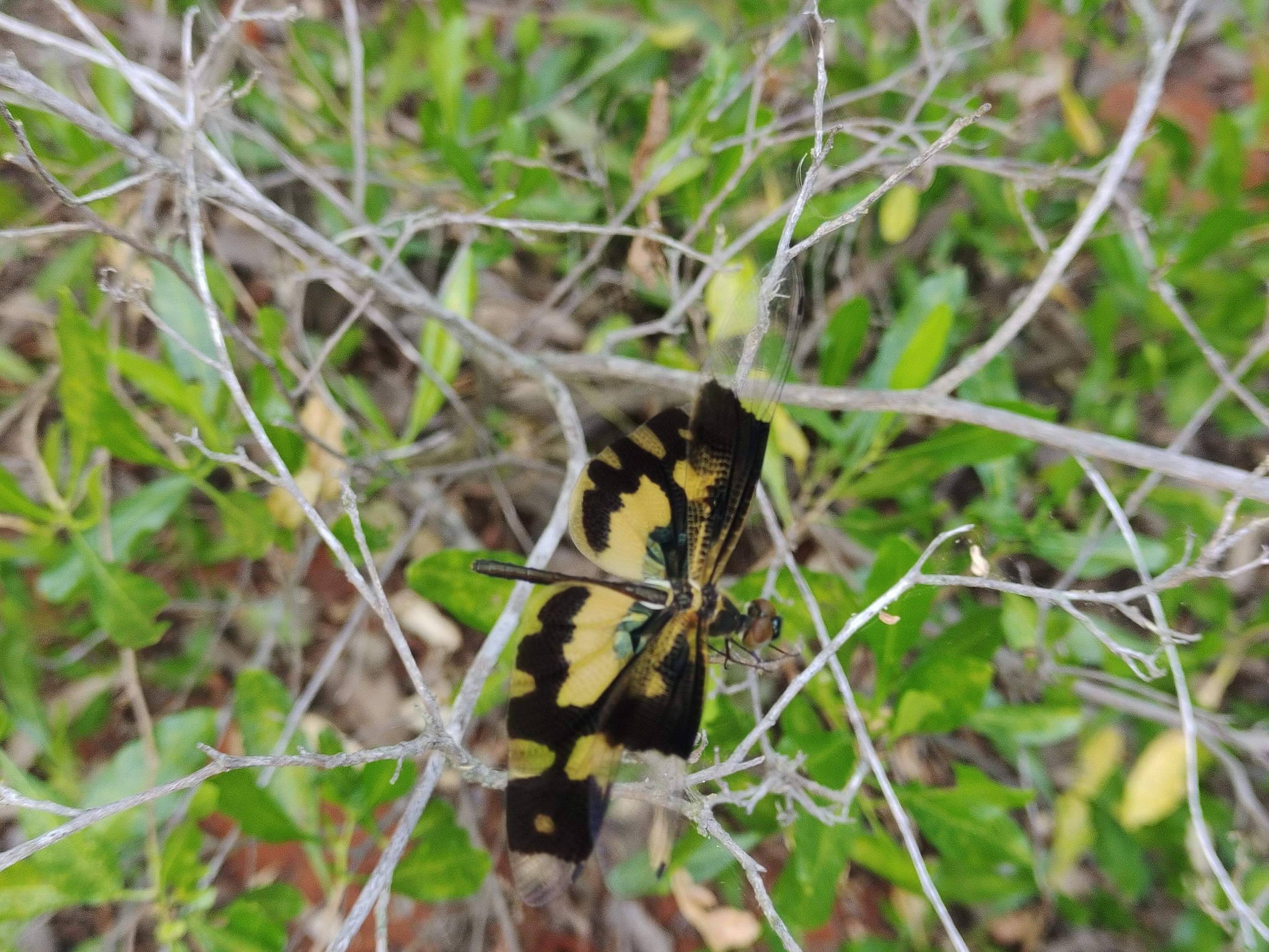 Common Picture Wing