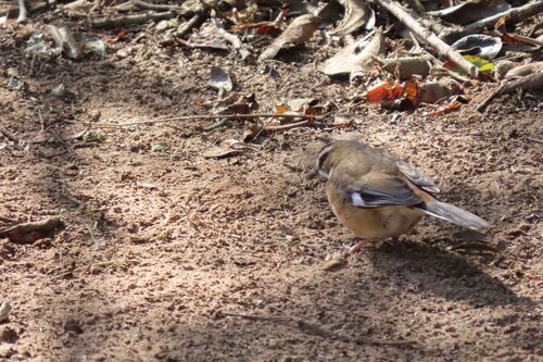 Bearded Scrub Robin (Tychaedon quadrivirgata), photo 8