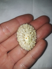 Scutellastra peronii