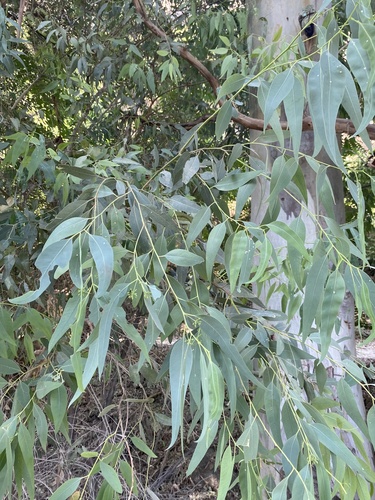 Avistamiento Eucalyptus camaldulensis