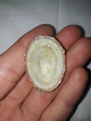 Scutellastra peronii