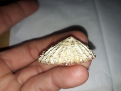 Scutellastra peronii