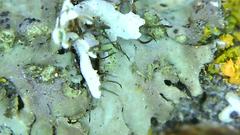 Phaeophyscia kairamoi