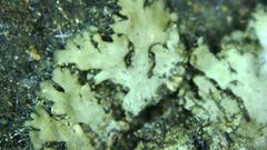 Phaeophyscia kairamoi