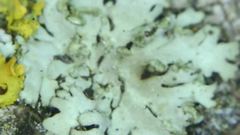 Phaeophyscia kairamoi