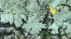 Phaeophyscia kairamoi