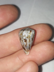 Conus papilliferus