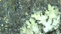 Phaeophyscia kairamoi