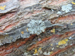Phaeophyscia kairamoi