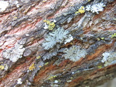 Phaeophyscia kairamoi