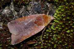 Diarsia ruficauda