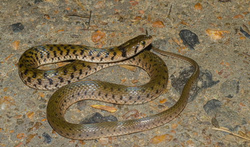 Bar-necked Keelback