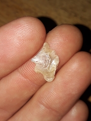 Malleus regula