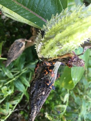 Oncopeltus fasciatus