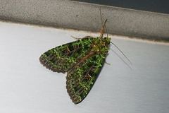 Anaplectoides virens