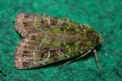 Anaplectoides virens