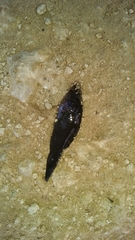 Aphredoderus sayanus