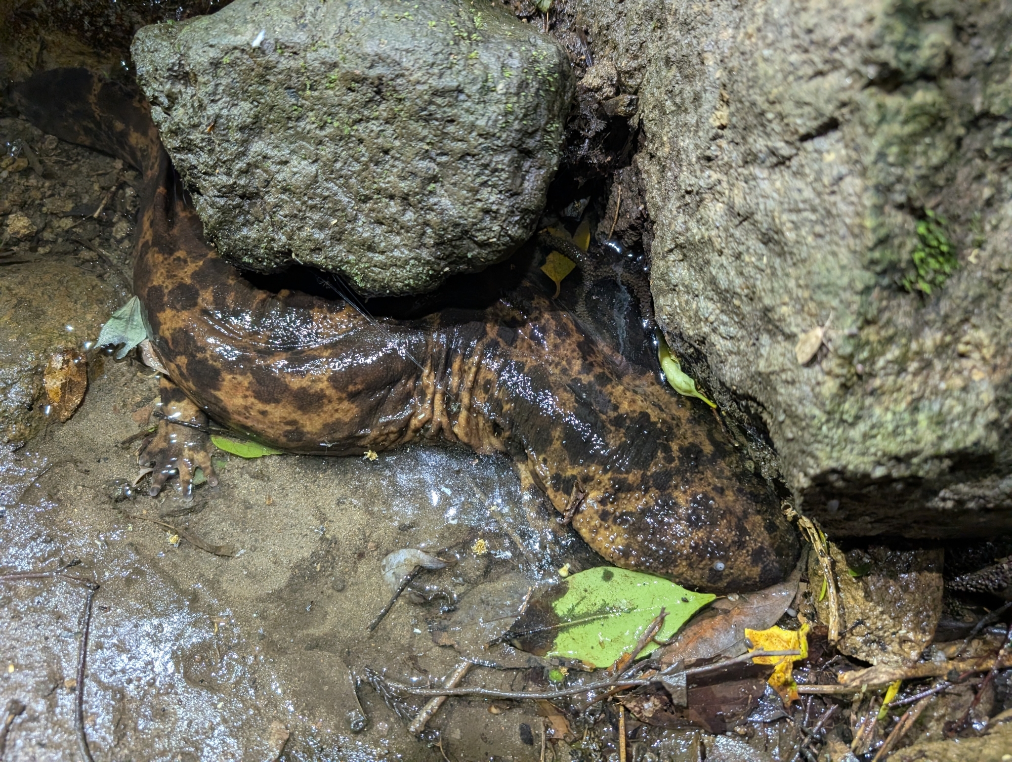 Andrias japonicus (Temminck, 1836)