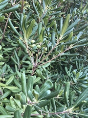 Pittosporum tobira