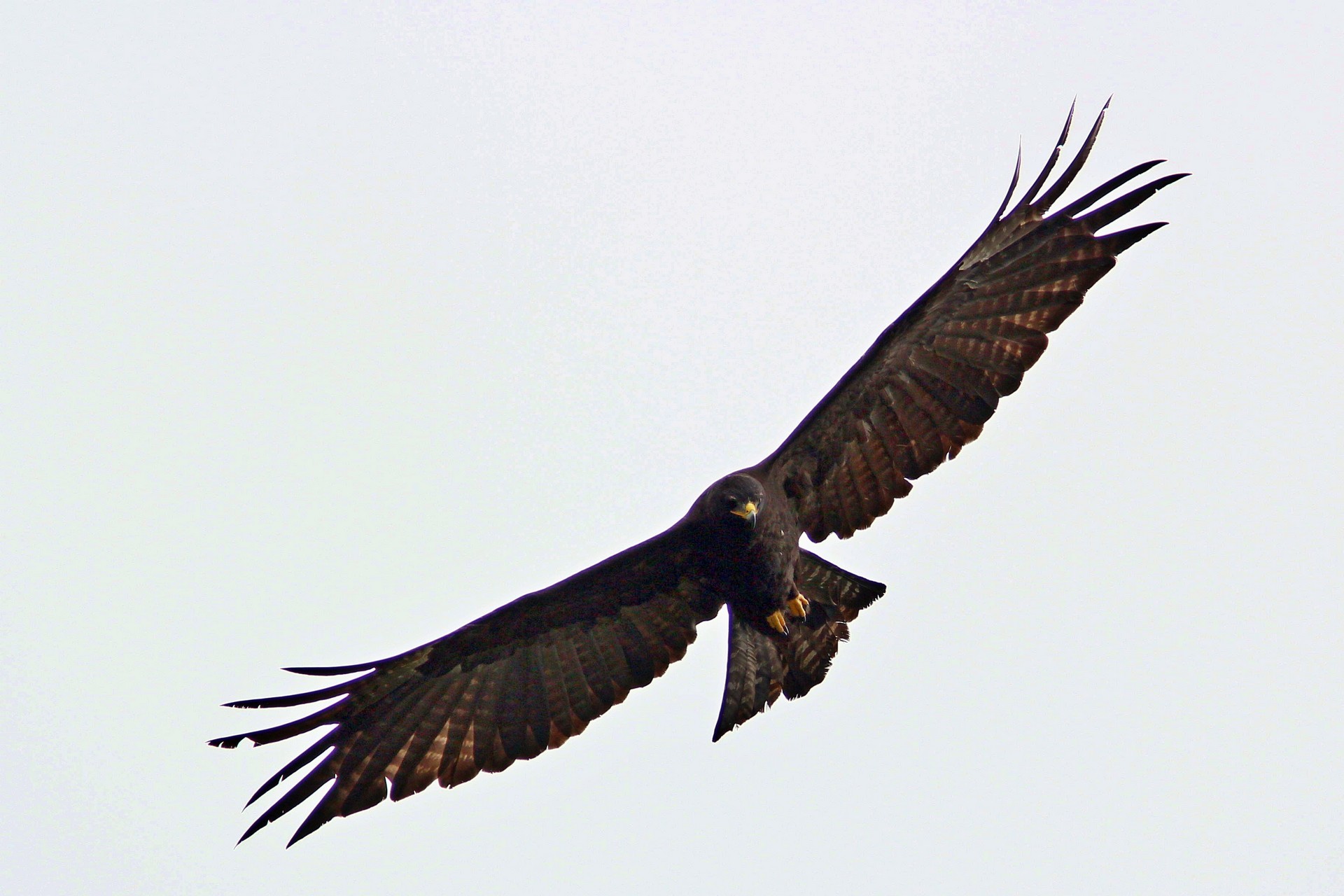 Black eagle - Wikipedia