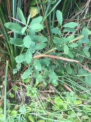 Myrica