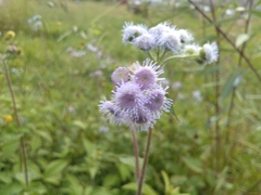 Ageratum conyzoides